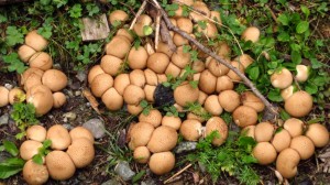 Eine Ansammlung von kleinen knubbeligen Pilzen