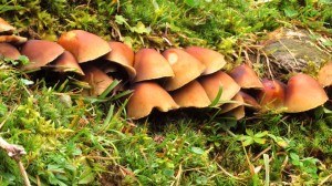 Eine Reihe Pilze mit schönen Hüten
