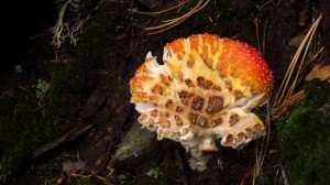 Dieser Pilz sieht aus, als wäre er beim Backen zu stark aufgegangen