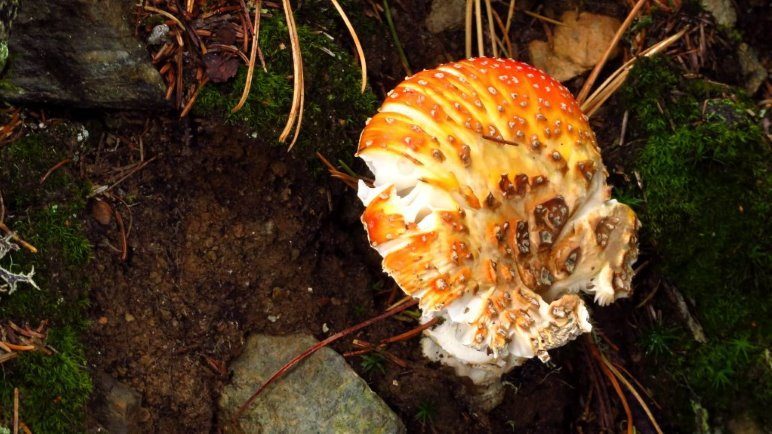 Diesen Pilz habe ich Spaltpilz getauft, aber er sieht auch nach einem Gebäck aus