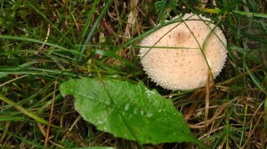 Ein weisser Pilz, der aussioeht, als hätte er sehr viele Wassertropen auf seinem Hut