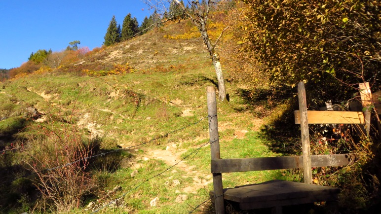 Kurz hinter Mitterleiten führt der Weg über eine Almwiese Richtung Wald