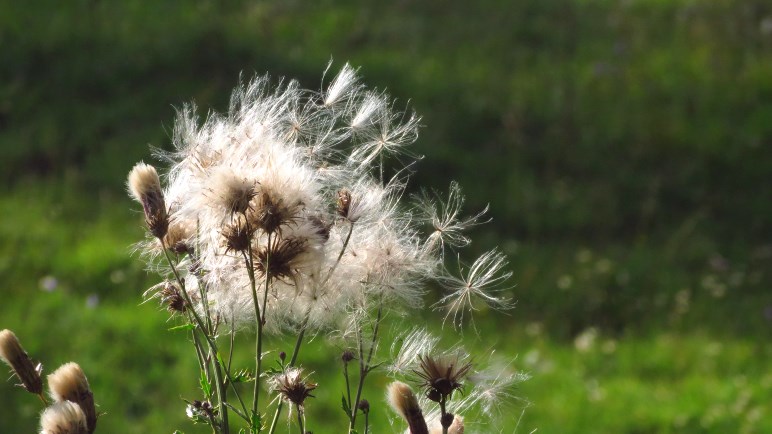 Baumwolle? Eine Wiesenblume in der Nähe des Blecksteinhauses