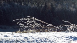 Ein Ast voller Raushreif vor dunklem Tannenwald