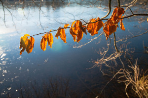 Schön herbstliche Blätter im Sonnenlicht