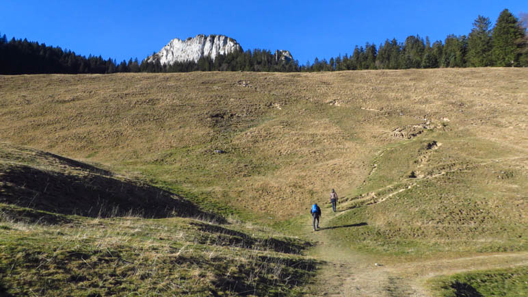 Über die Almwiesen hinter den Daffnerwaldalm geht es zum Weg hinauf auf den Heuberg