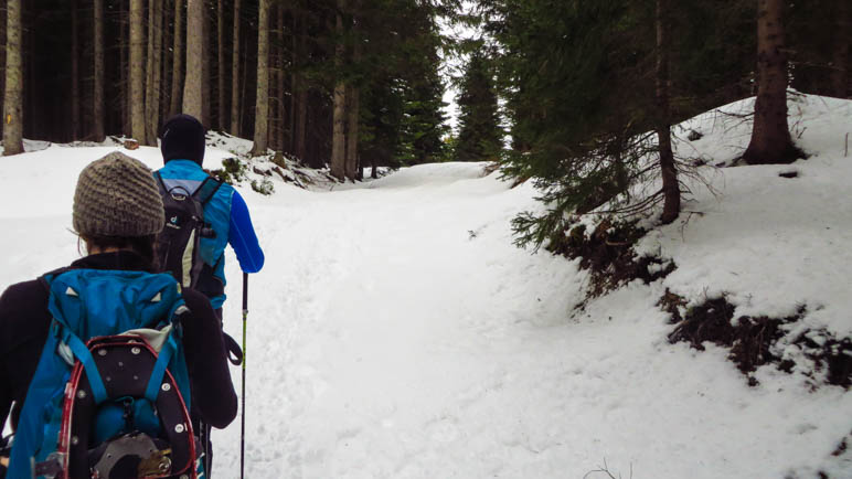 Im Wald kurz nach Beginn der Wanderung