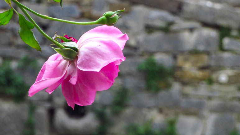 Eine Rose, die an der Stadtmauer wächst