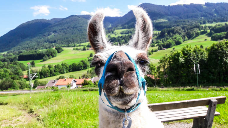 Wer kann diesem Lama-Blick widerstehen?