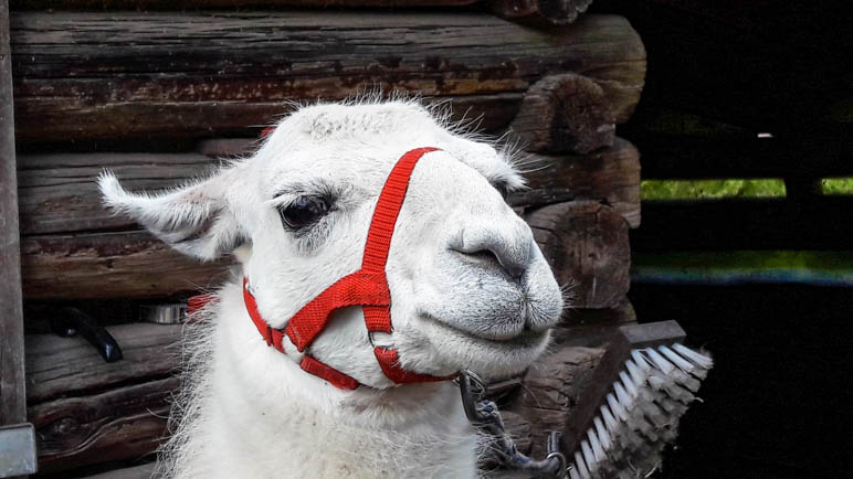 Noch etwas zögerlich schaut dieses Lama aus dem Stall …