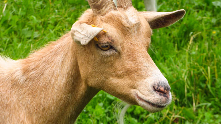 Eine Ziege mit besonders schöner Fellfarbe