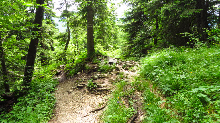 Absteigesweg von der Hochalm Richtung Stuben