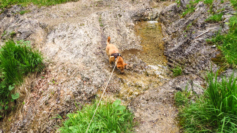 An mehreren Bachquerungen, diese hier führt über Felsplatten, können Hunde ordentlich trinken