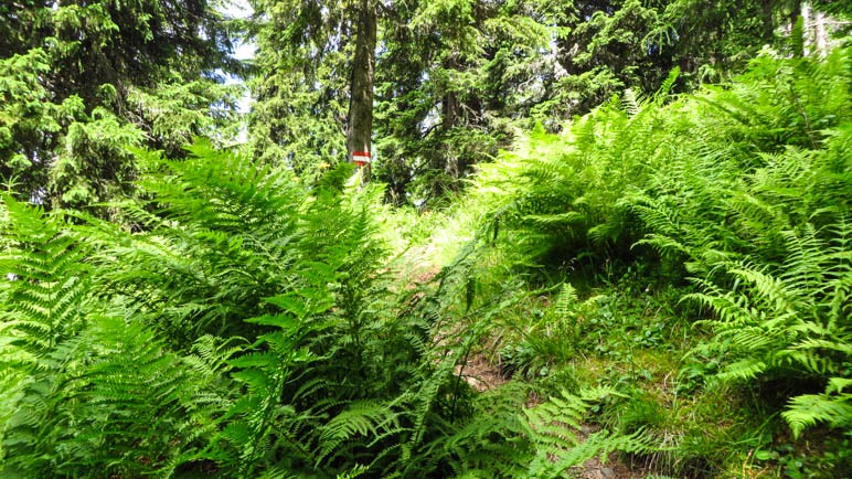 Durch den dichten Farnwald führt der derzeit noch fast ebene Weg