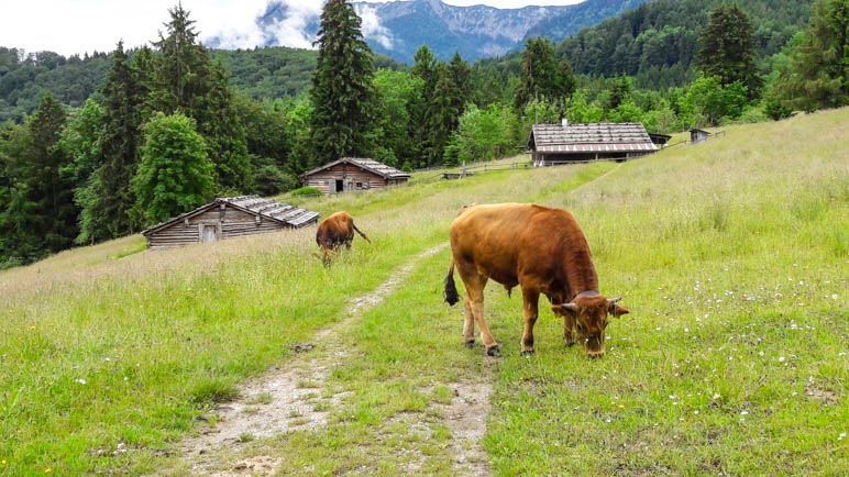 Die Murnau Werdenfelser Rinder grasen in Glentleiten zwischen den alten Almhütten