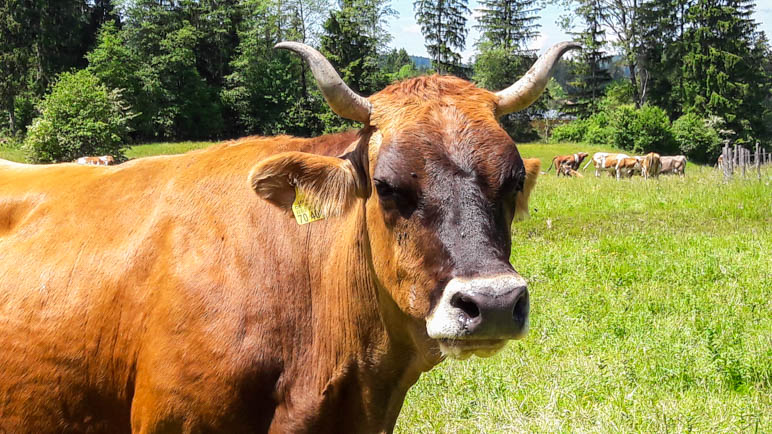 Dieses Prachtexemplar des Murnau Werdenfelser Rinds haben wir am Tag zuvor in den Ammergauer Alpen getroffen