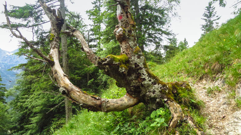 Eine interessanter Baum nahe der Hölleialm