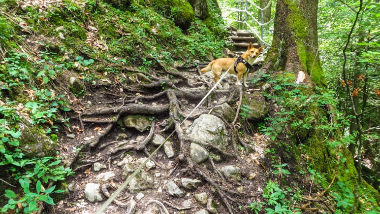 Ein ganz schön wurzeliger Wegabschnitt gegen Ende der Klamm. Den Hund freut es