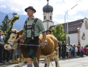 Bauer mit geschmückter Kuh beim Almabtrieb in Krün - Foto: www.zugspitz-region.de / Wolfgang Ehn