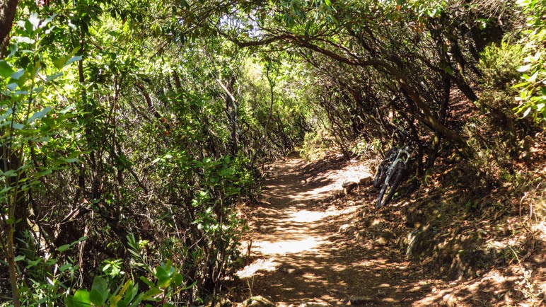 Zunächst führt der Weg durch einen Wald