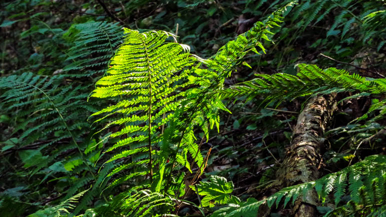 Leuchtend grüner Farn im Wald