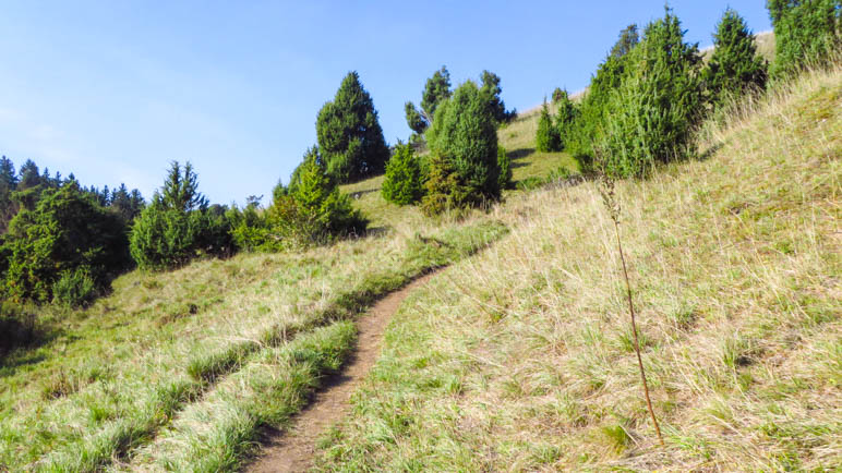 In der Gungoldinger Wacholderheide