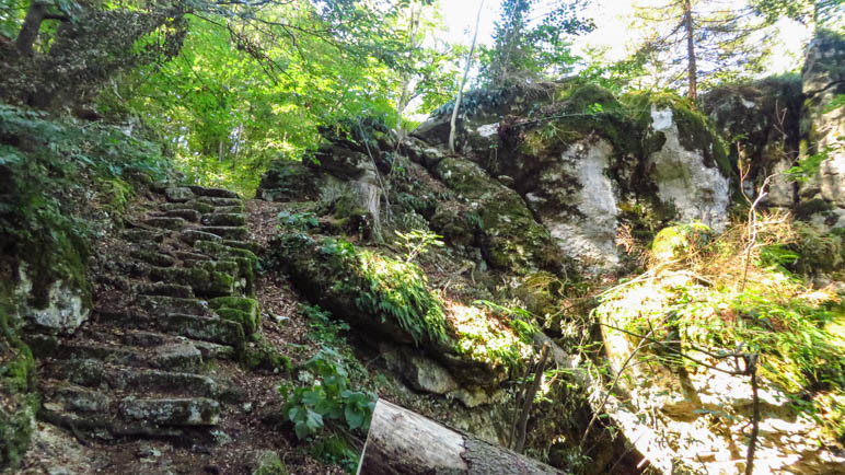 Treppenstufen, die inzwischen mit der Natur verwachsen sind