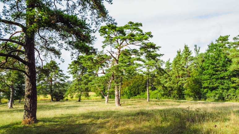 Auf der Wacholderheide oberhalb der Zwölf Apostel