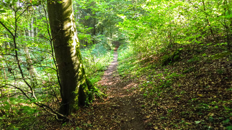 Geradeaus und leicht ansteigend fürht der Weg durch den Wald