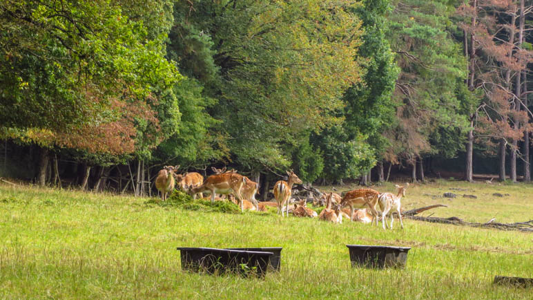 Mein Wanderweg führt am WIldgehege entlang