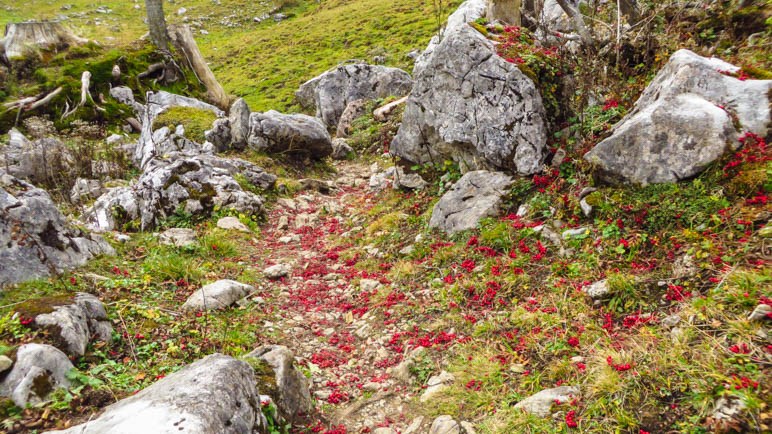 Ein Weg voller roter Beeren