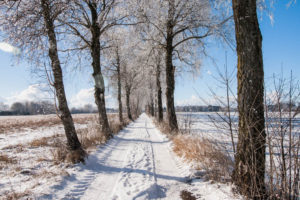 Die Allee im Schwabener Moos