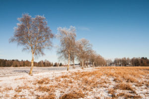 Allee und Feld