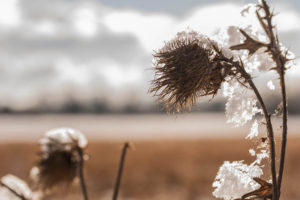 Distel mit Schneekappe