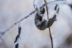 Ein eingerolltes Blatt