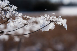 Eisblumen