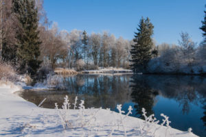 Eisblumen am Weiher