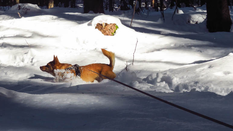 Hundespaß im Schnee