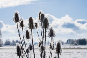 Kolben im Schnee