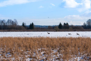 Drei der Rehe aus der großen Gruppe