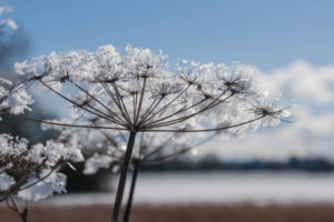 Schirmchenblume