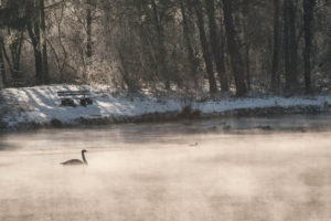 Am dampfenden Schwanenweiher