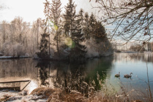 Semptweiher mit Schwänen