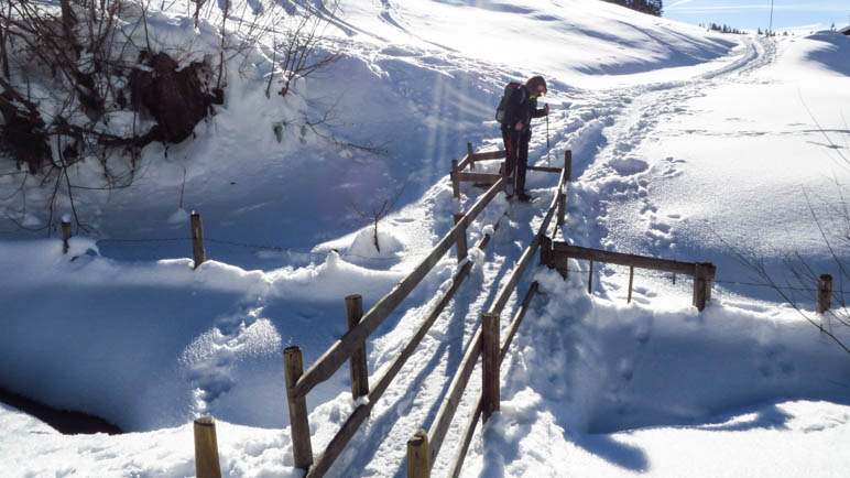 Vertrackter Weg  durch das  Mini-Kuhgatter