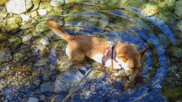 Hundeglück: Eine Abkühlung im schattigen Teich