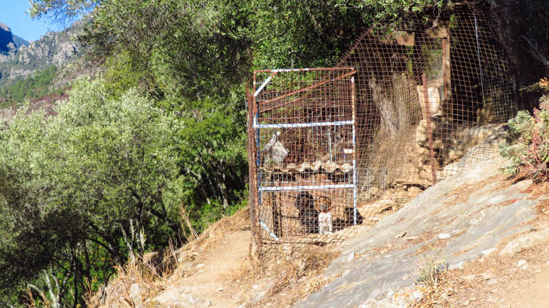 Kein schöner Anblick: Die Hunde hinter dem rostigen Zaun