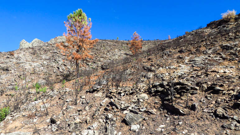 Der Wanderweg führt durch das Waldbrandgebiet