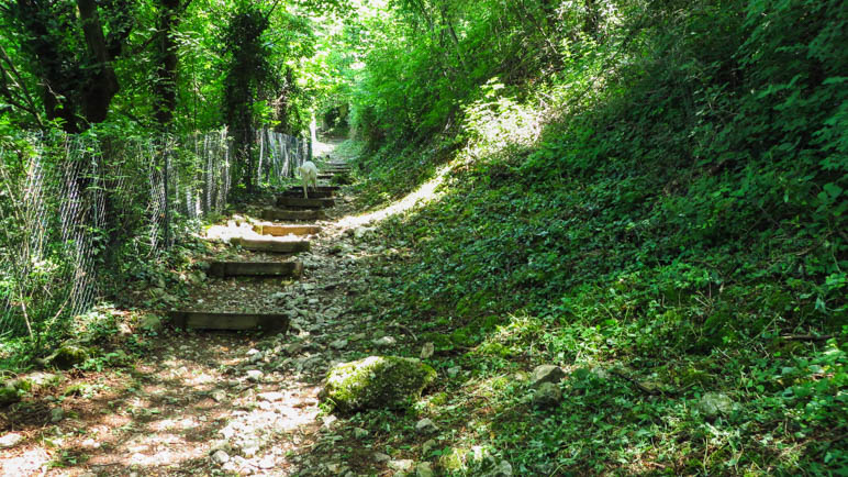 Durch den schattenspendenen Wald führt der Weg weiter bergauf