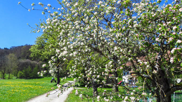 Obstblüte im Chiemgau