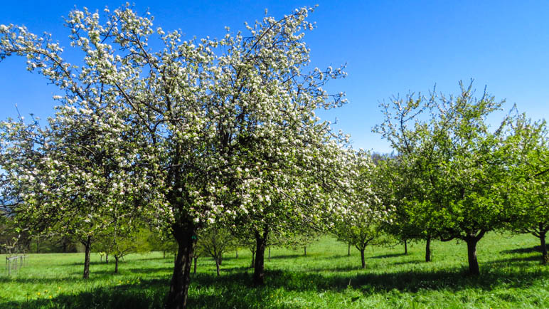 Auf den Streuobstwiesen beim Fritznhof